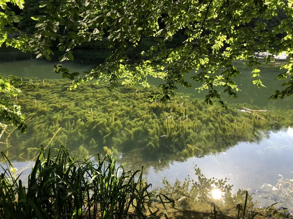 Jankovačko jezero